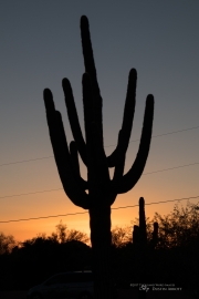 Arizona Landscapes-4