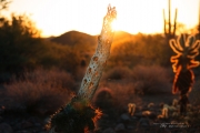 Cholla Bones