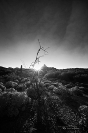 Mesquite Sunrise