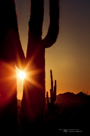 Desert Magic