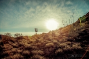Law of the Desert Born