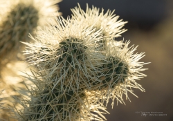 Arizona Landscapes-12