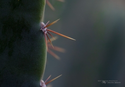 Arizona Landscapes-26