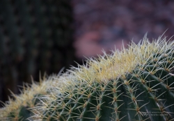 Arizona Landscapes-27