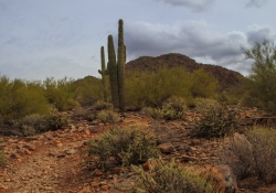 Arizona Landscapes-32