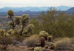 Arizona Landscapes-33