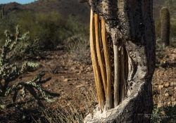 Arizona Landscapes-37