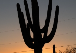 Arizona Landscapes-4