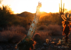 Cholla Bones