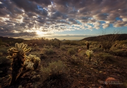 Good Morning, Scottsdale