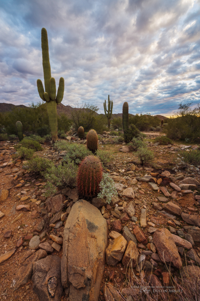 Arizona-29