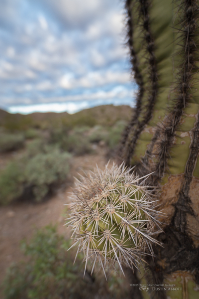 Arizona-30