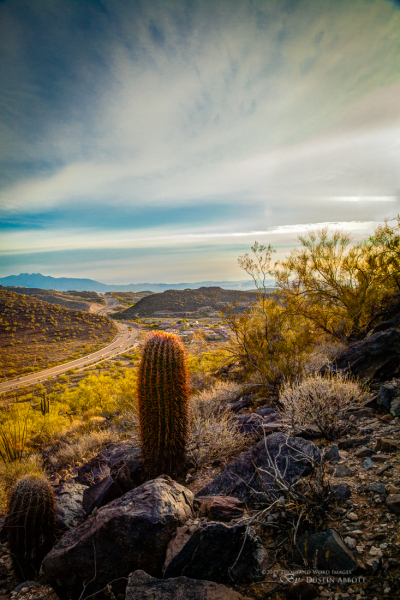 The Verdant Desert