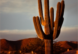 Desert Sentinel