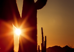 Desert Magic