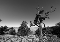 Ancient Sentinel