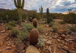 Arizona-29 Arizona-29