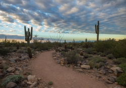 Arizona-31 Arizona-31