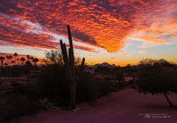 Arizona-37 Arizona-37