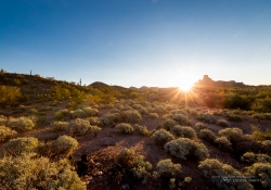 Arizona-40 Arizona-40