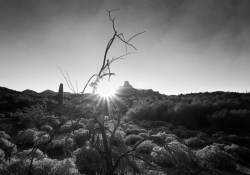 Mesquite Sunrise Mesquite Sunrise