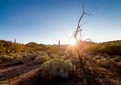 Arizona-42 Arizona-42