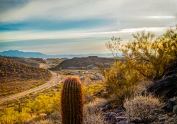 The Verdant Desert