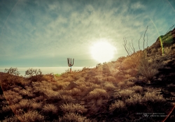 Law of the Desert Born