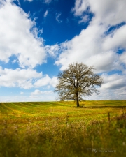Just One Tree
