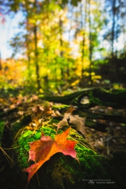 Autumn-105
