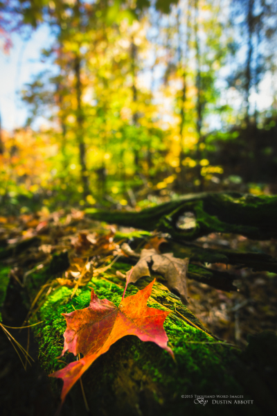 Autumn-105