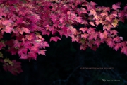 Autumn's Splendor
