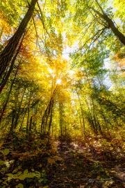 Into the Light