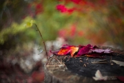 Autumn Through Russian Eyes