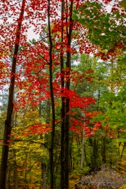 Autumn-25