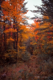 Autumn-27