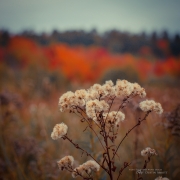 Autumn-28