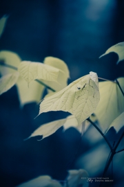I Dreamed of Autumn