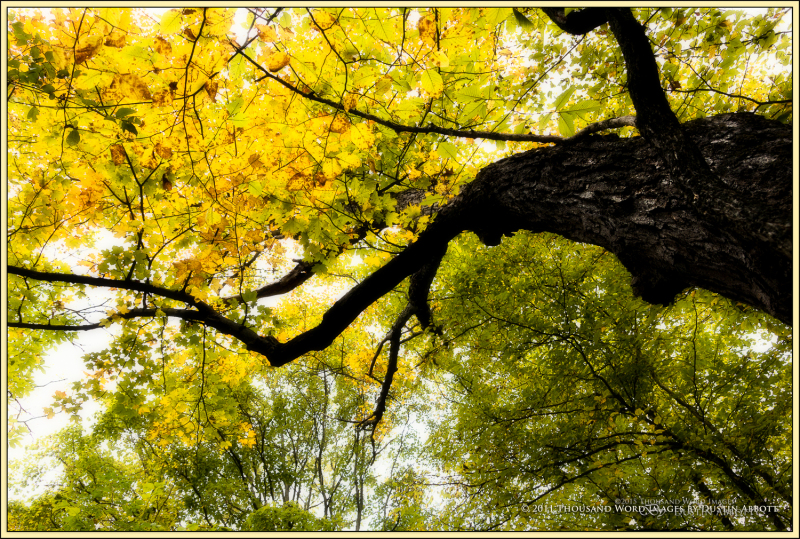 Autumn Impressions