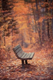 Autumn-41