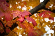 Maple Bokeh Delight