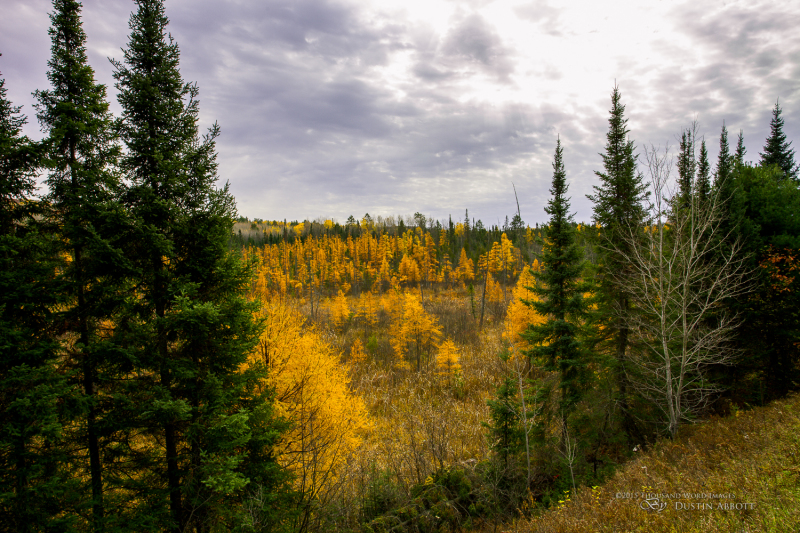 Autumn-45