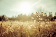 Autumn Gold