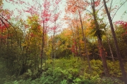 Autumn-51