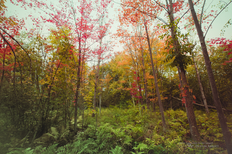 Autumn-51
