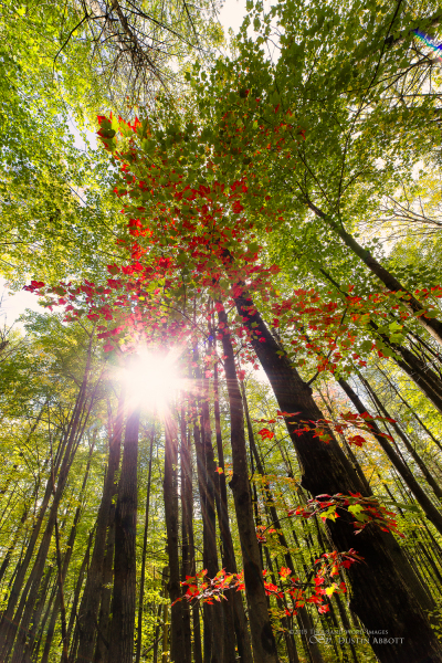 Autumn Invasion