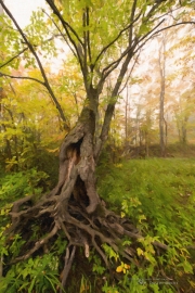 Autumn-59