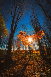 Autumn-75