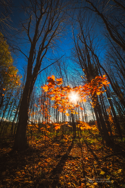 Autumn-75