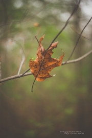 Autumn-78